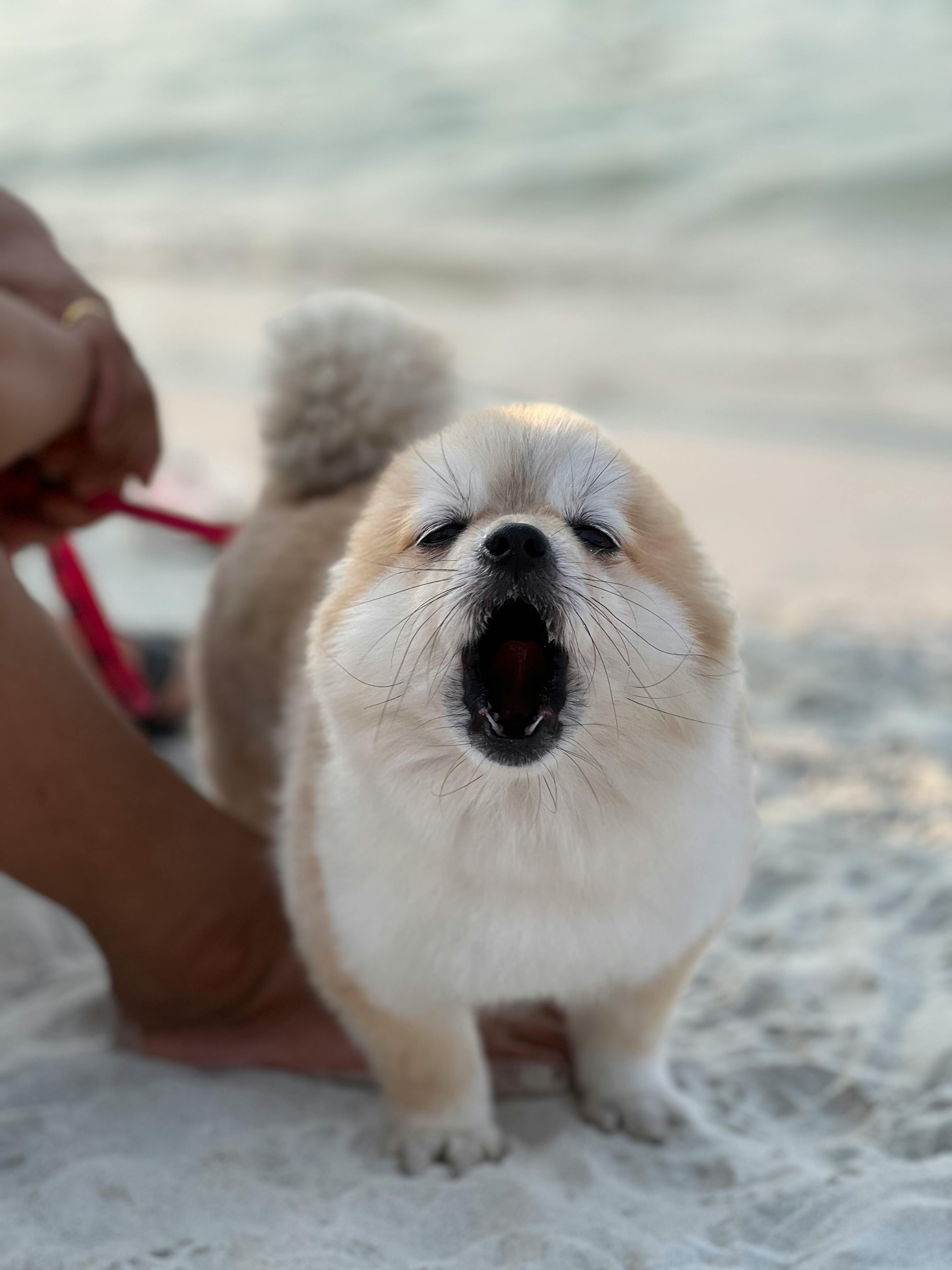 chien réactif en laisse