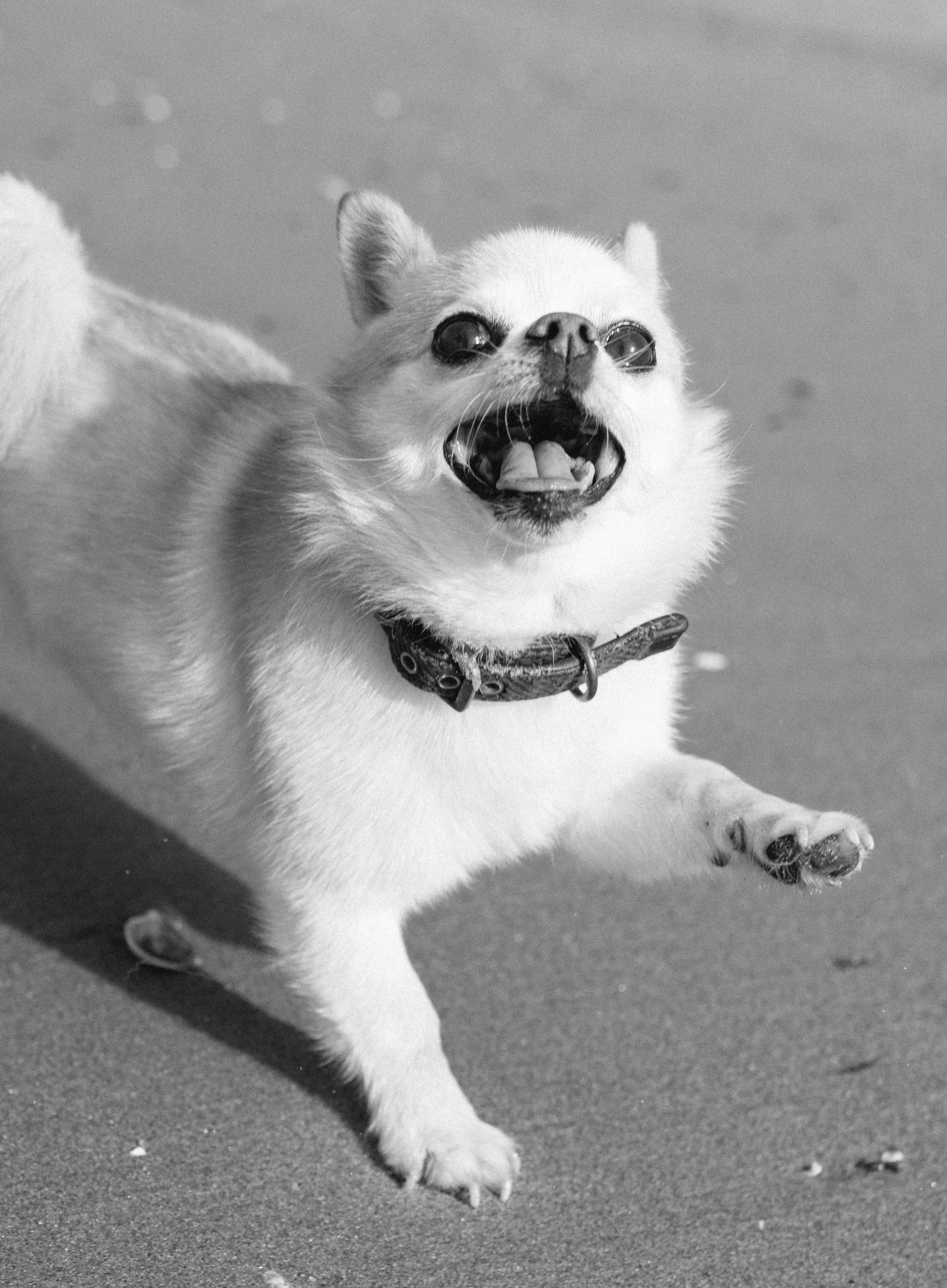 définition réactivité chez le chien