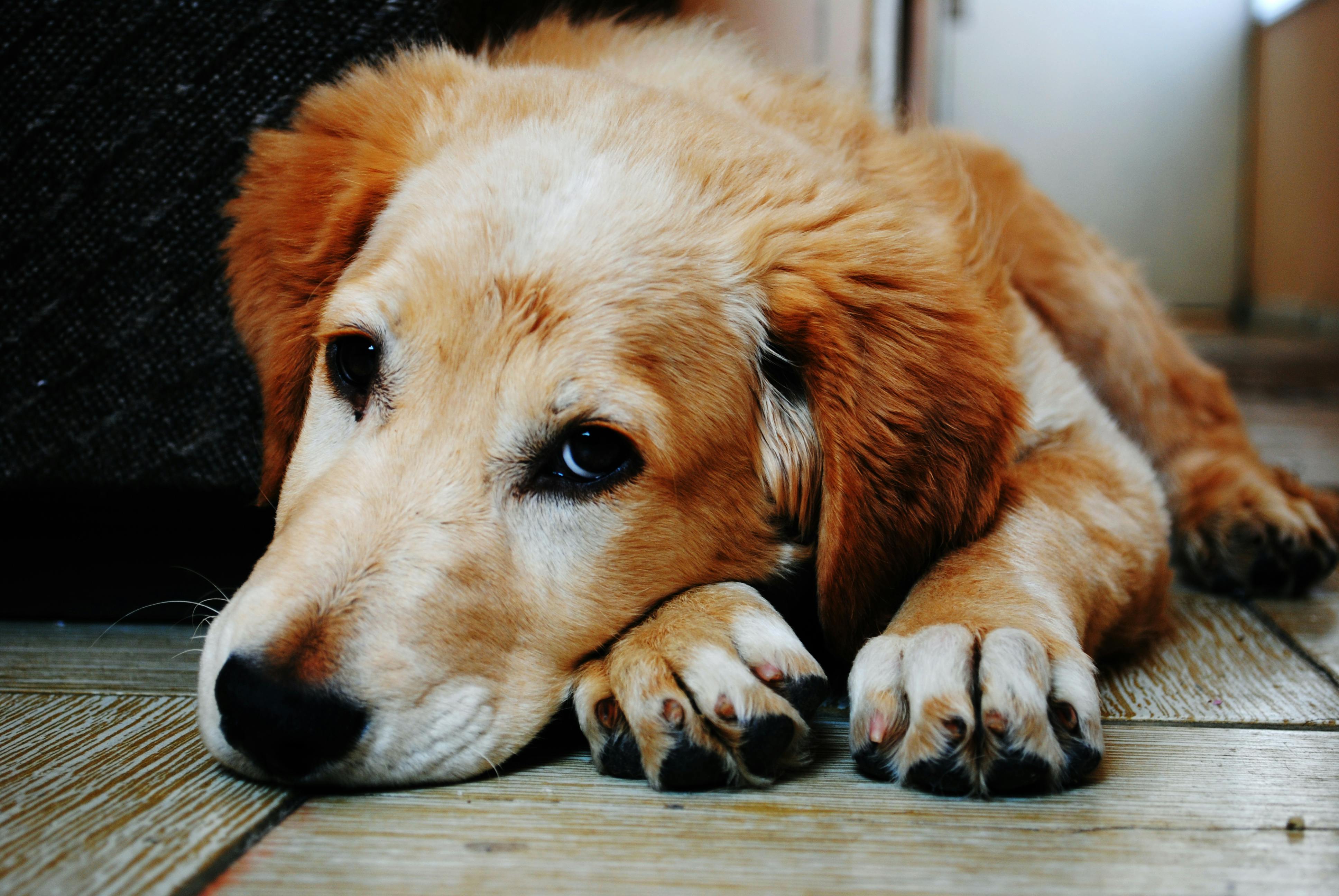 comportementaliste spécialisée réactivité chien