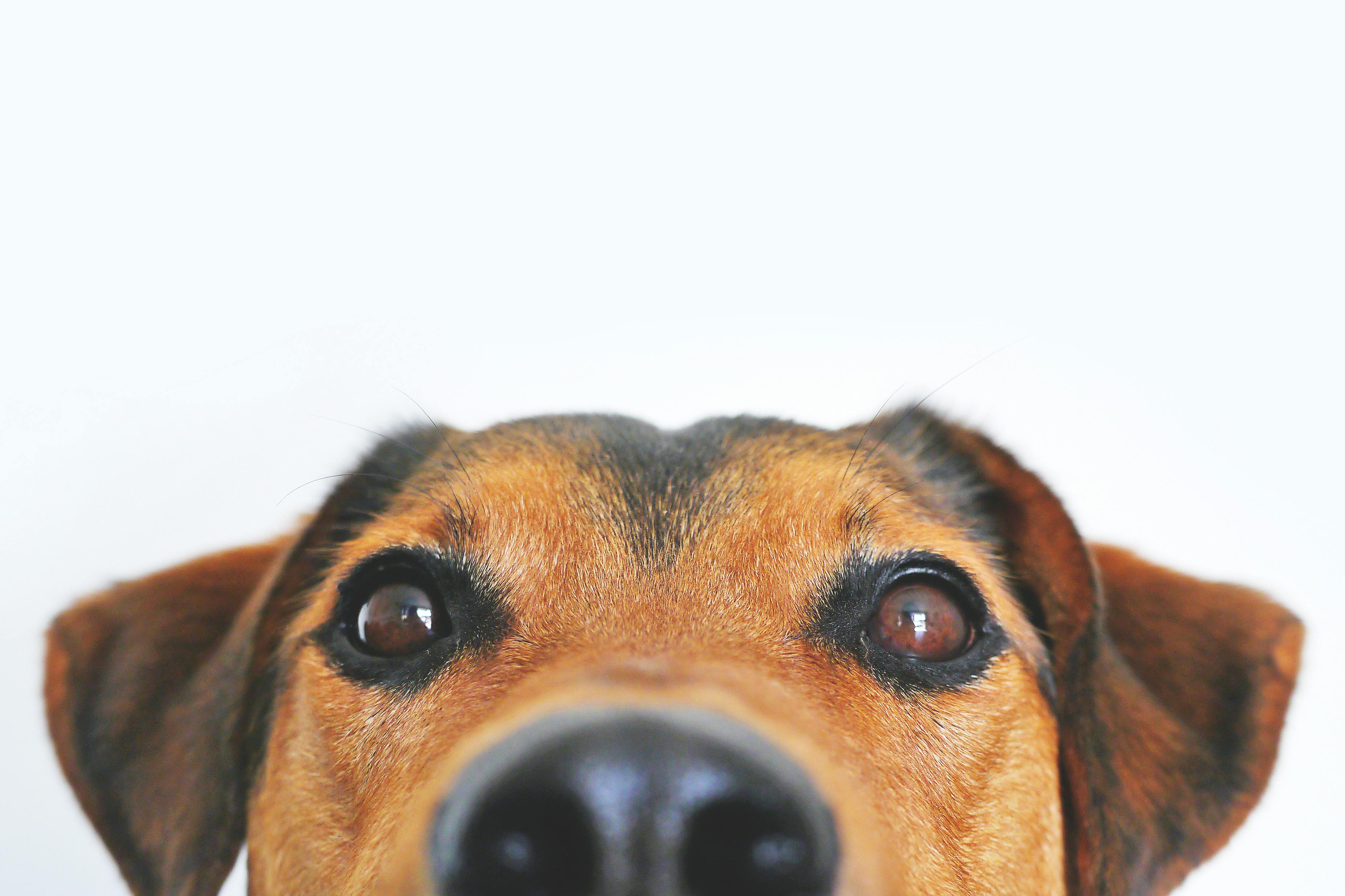 6 conseils si votre chien aboie pour rien