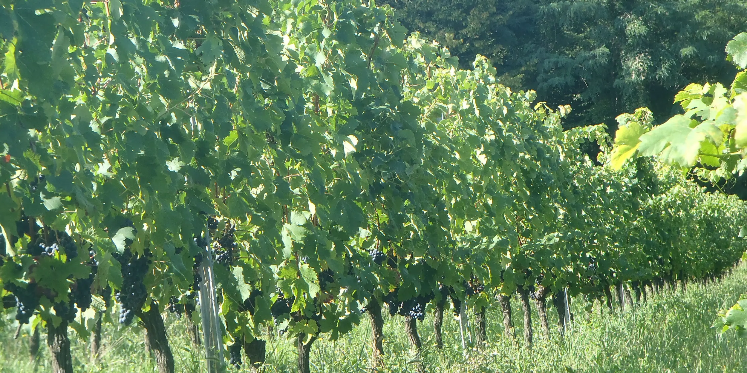 La Nature du Château Haut Roc