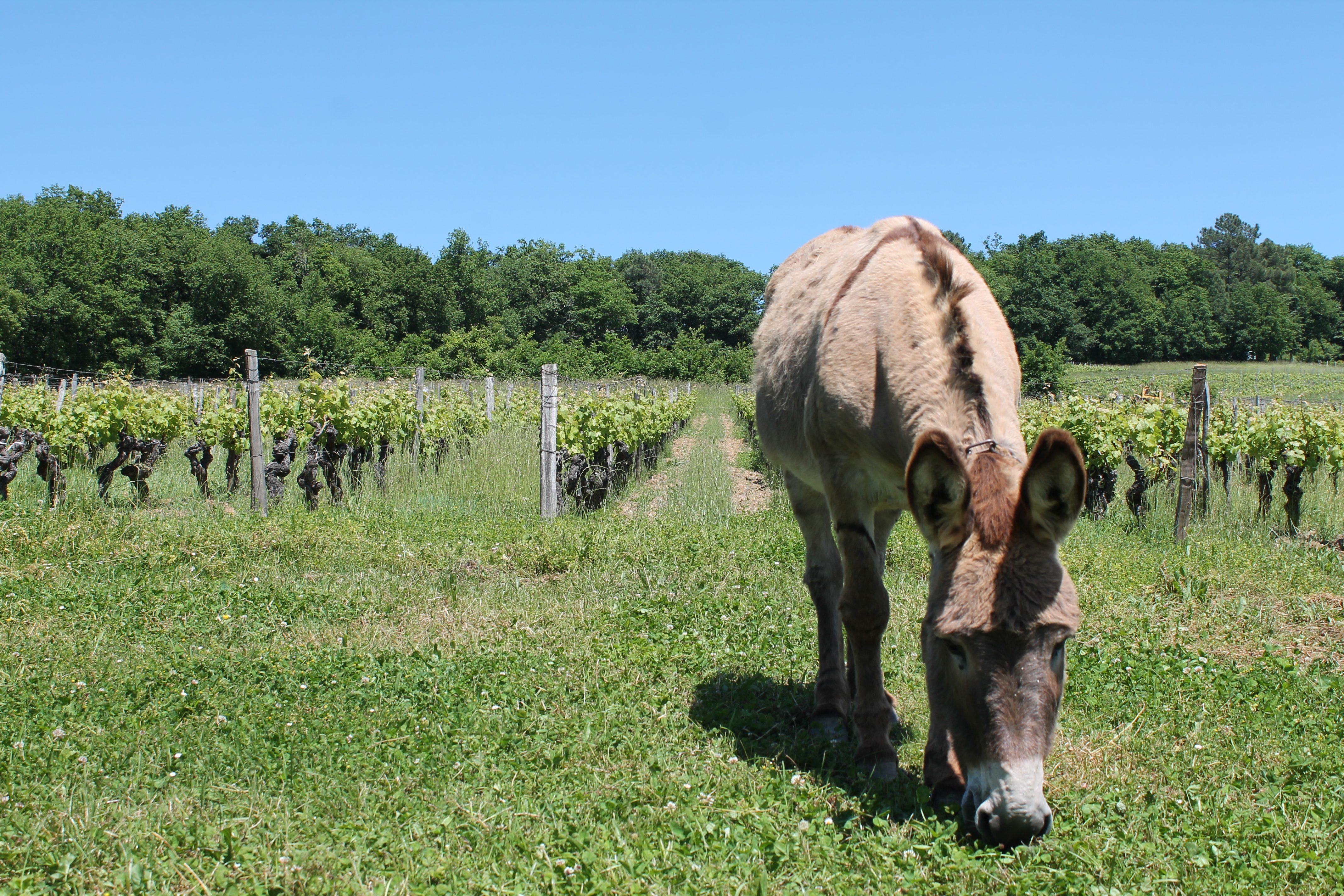 vignoble bio à 5 mn de Cadillac