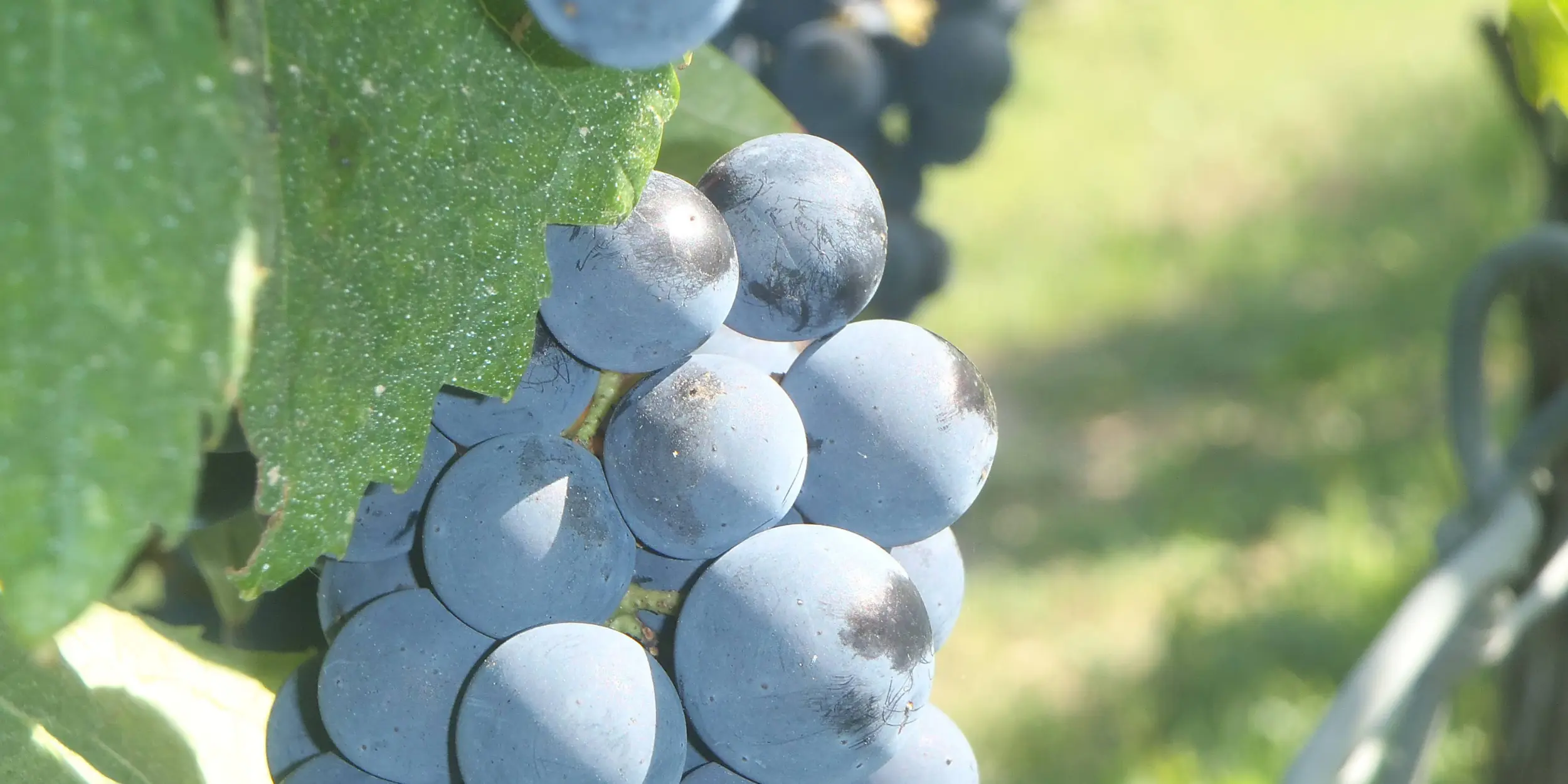 Château Haut Roc une vinification artisanale