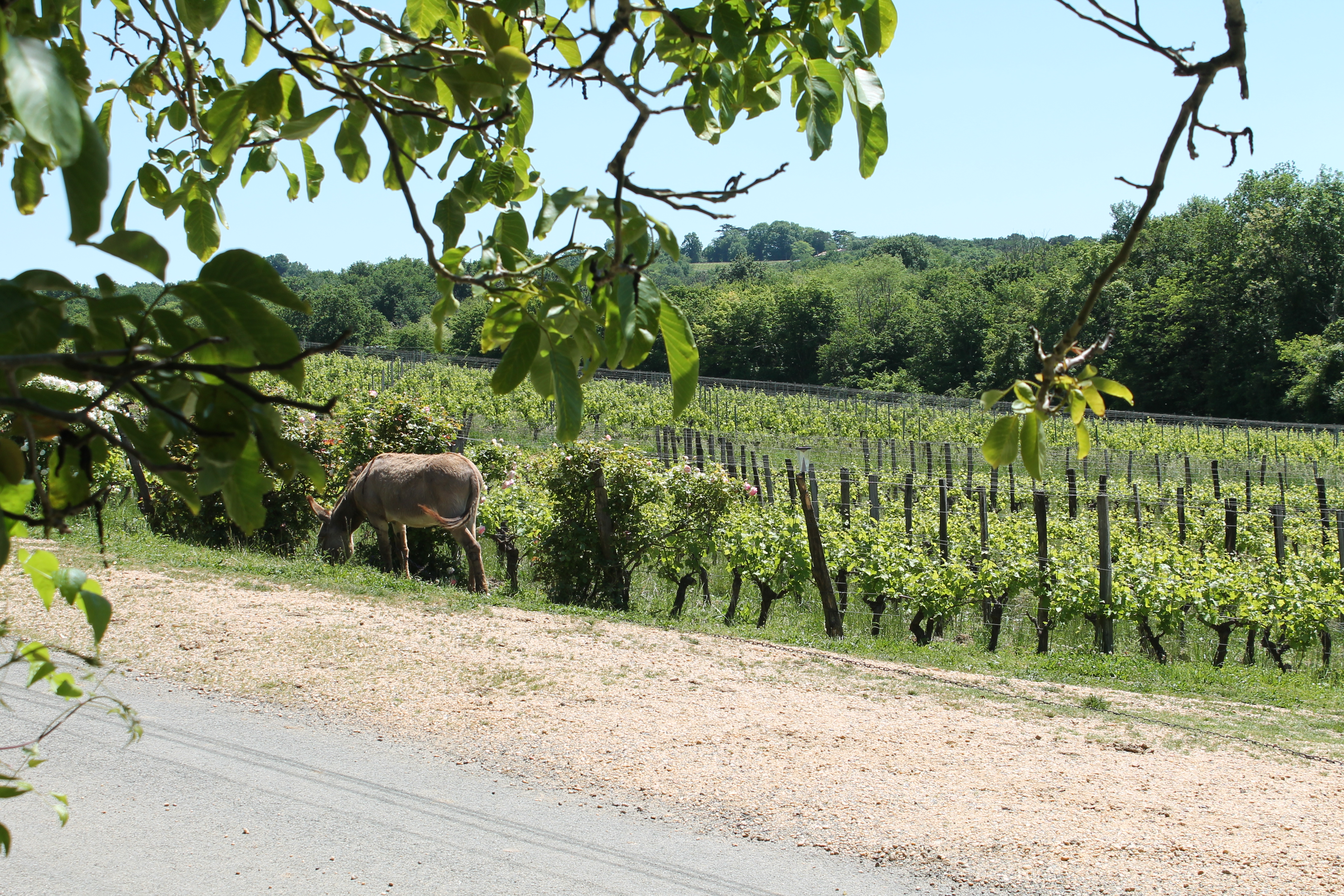 Château Haut Roc : un petit domaine viticole avec un grand engagement