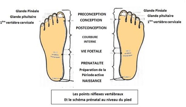 Schema-prenatal