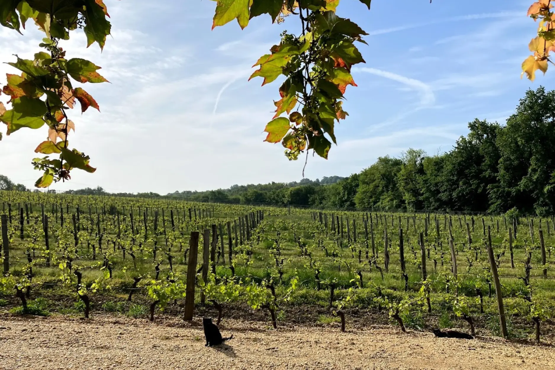 Millesime-2021-chateau-haut-roc