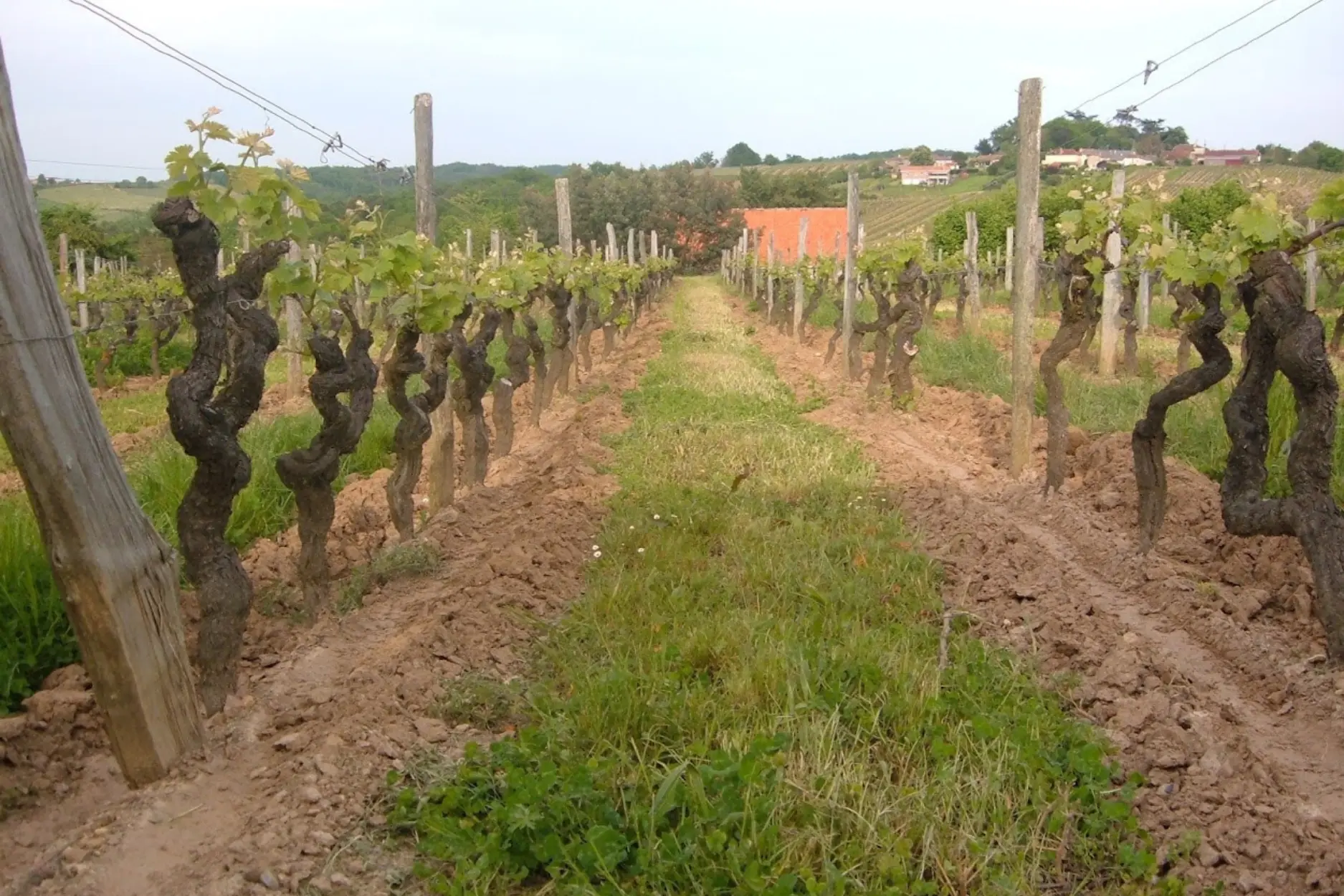 Terroir-grand-vin-chateau-haut-roc