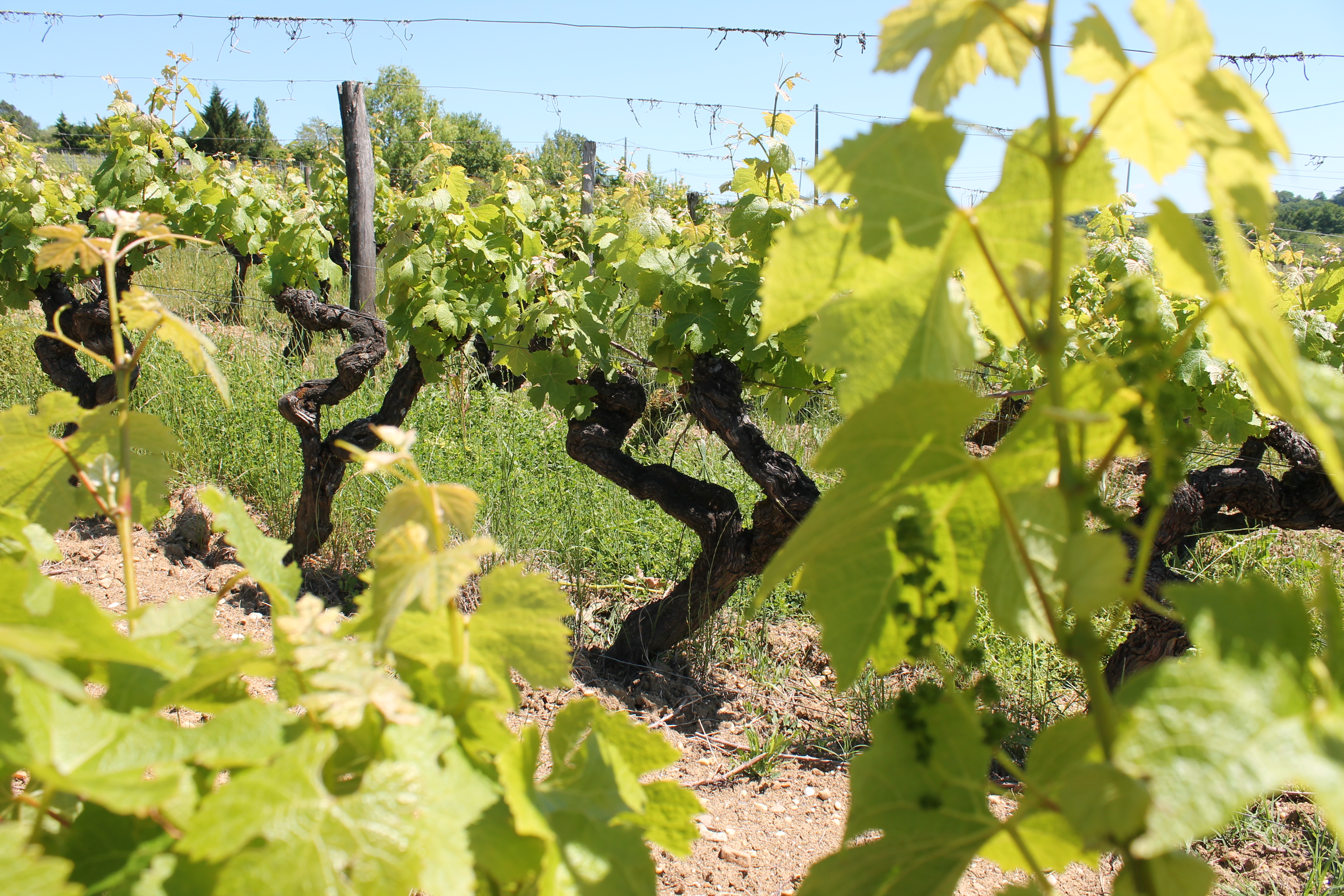 Terroir argilo calcaire et vigne centenaire