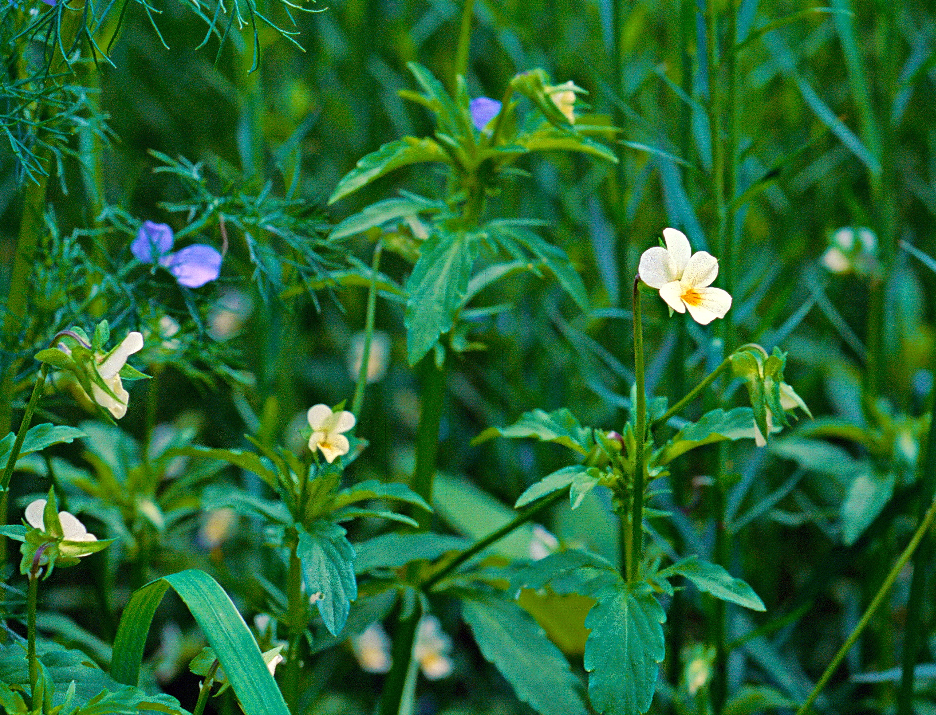 Viola-tricolor