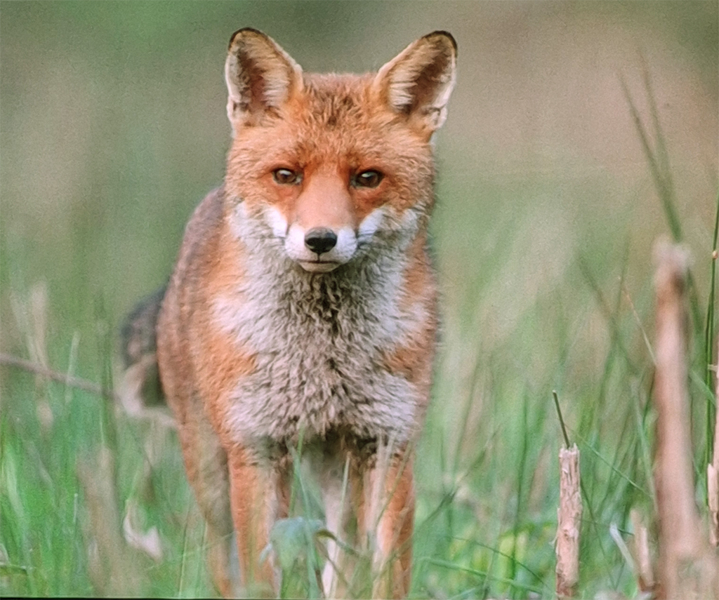 Photo-renard