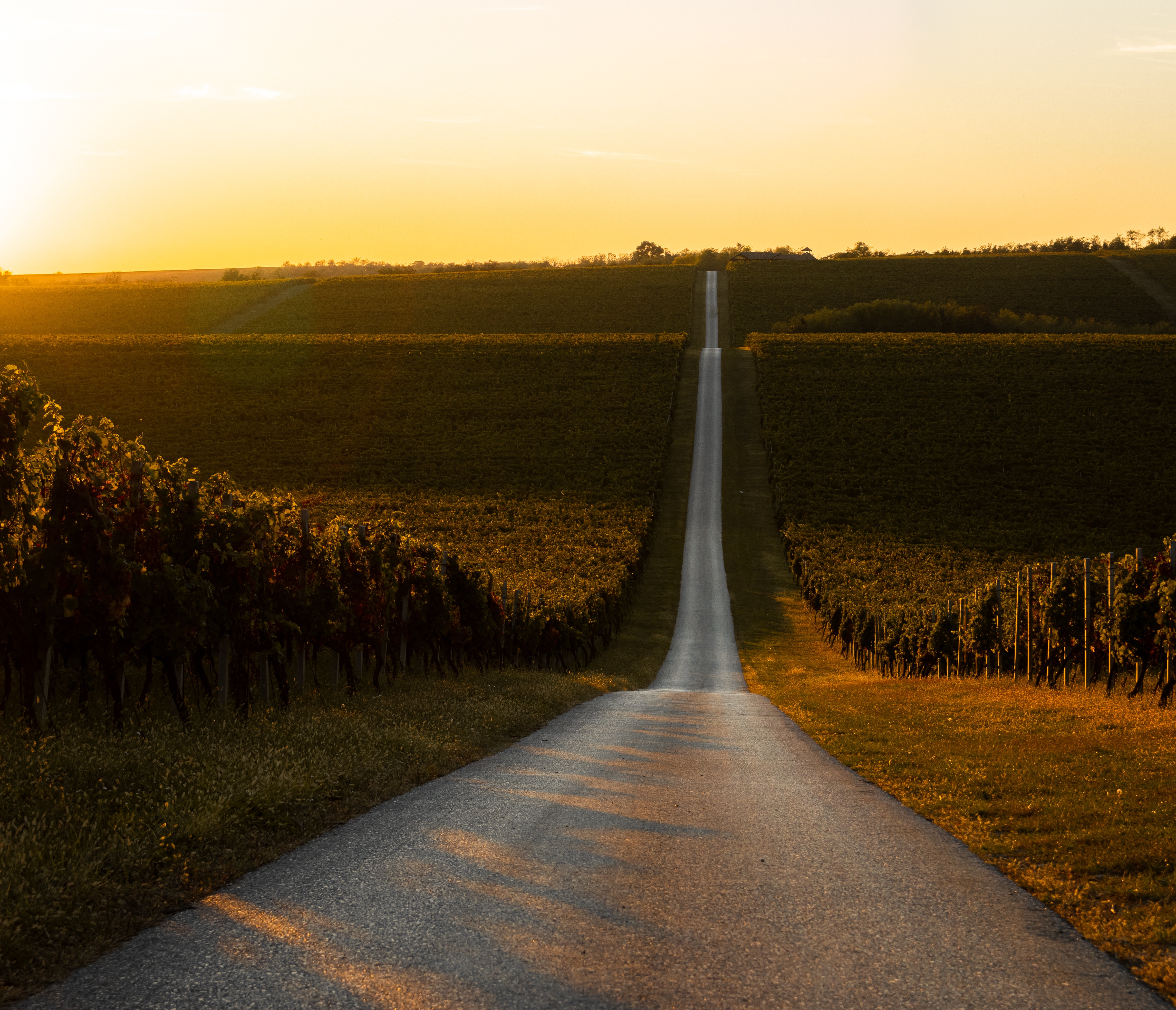 Mesmerizing-view-vineyard-turning-into-golden-fields-sunrise
