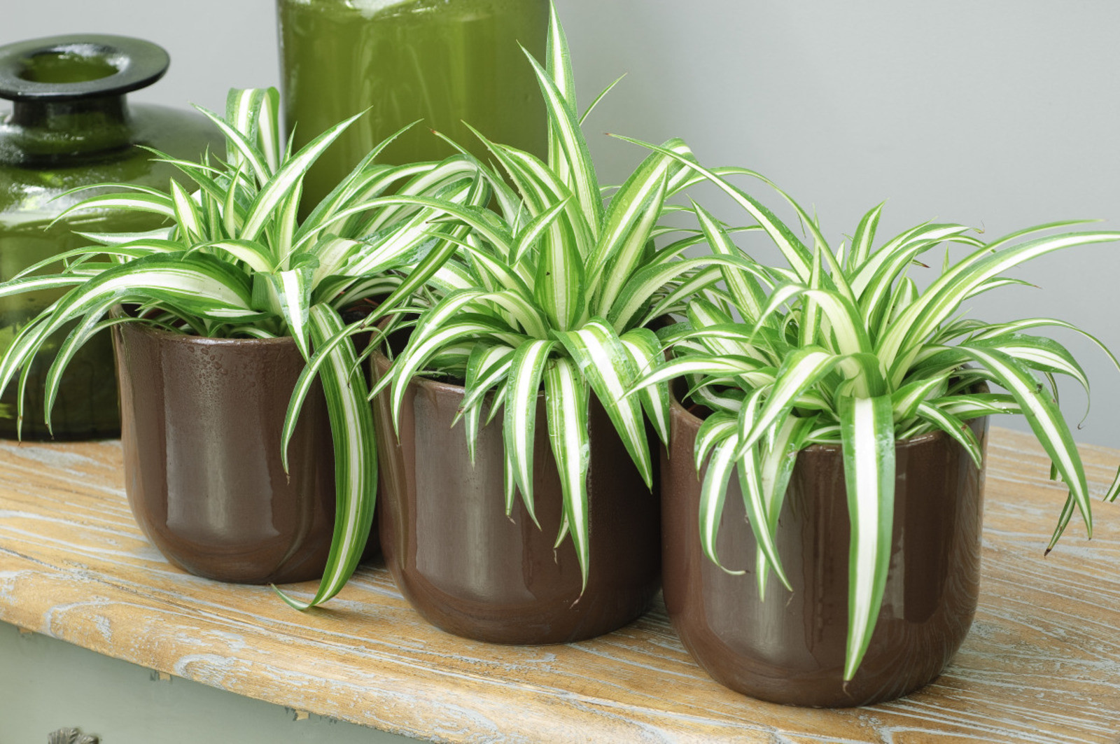 Chlorophytum-depolluants