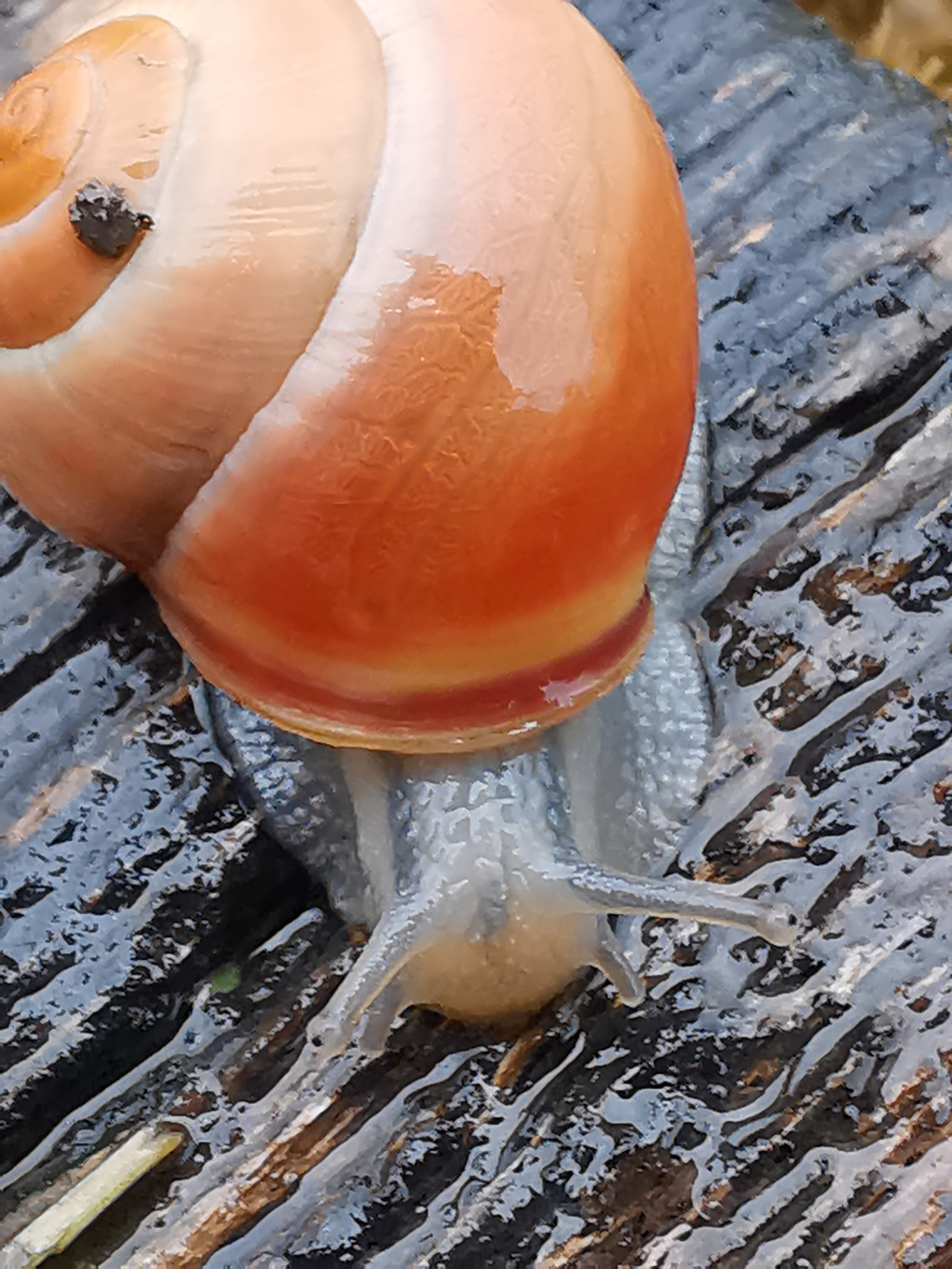 Schnecke, Haus, Regen
