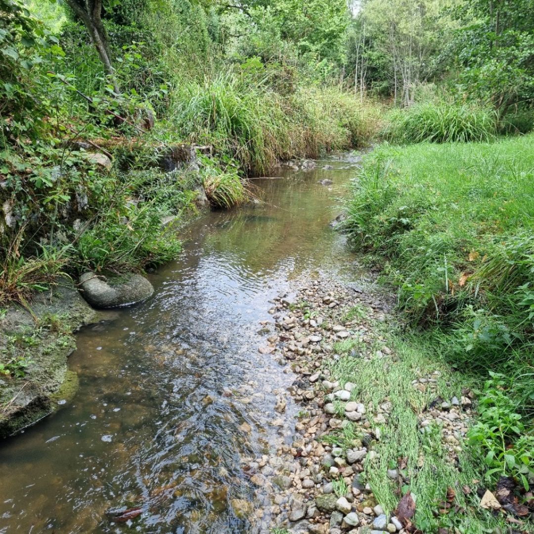 Vegerive Drize amont 2022