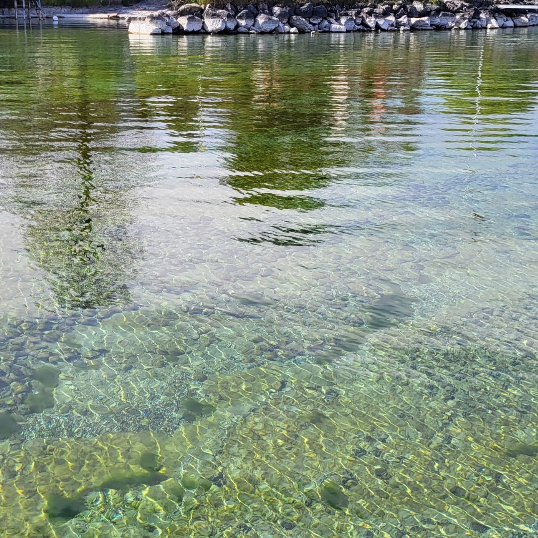 Cartographie frayeres Leman 2025