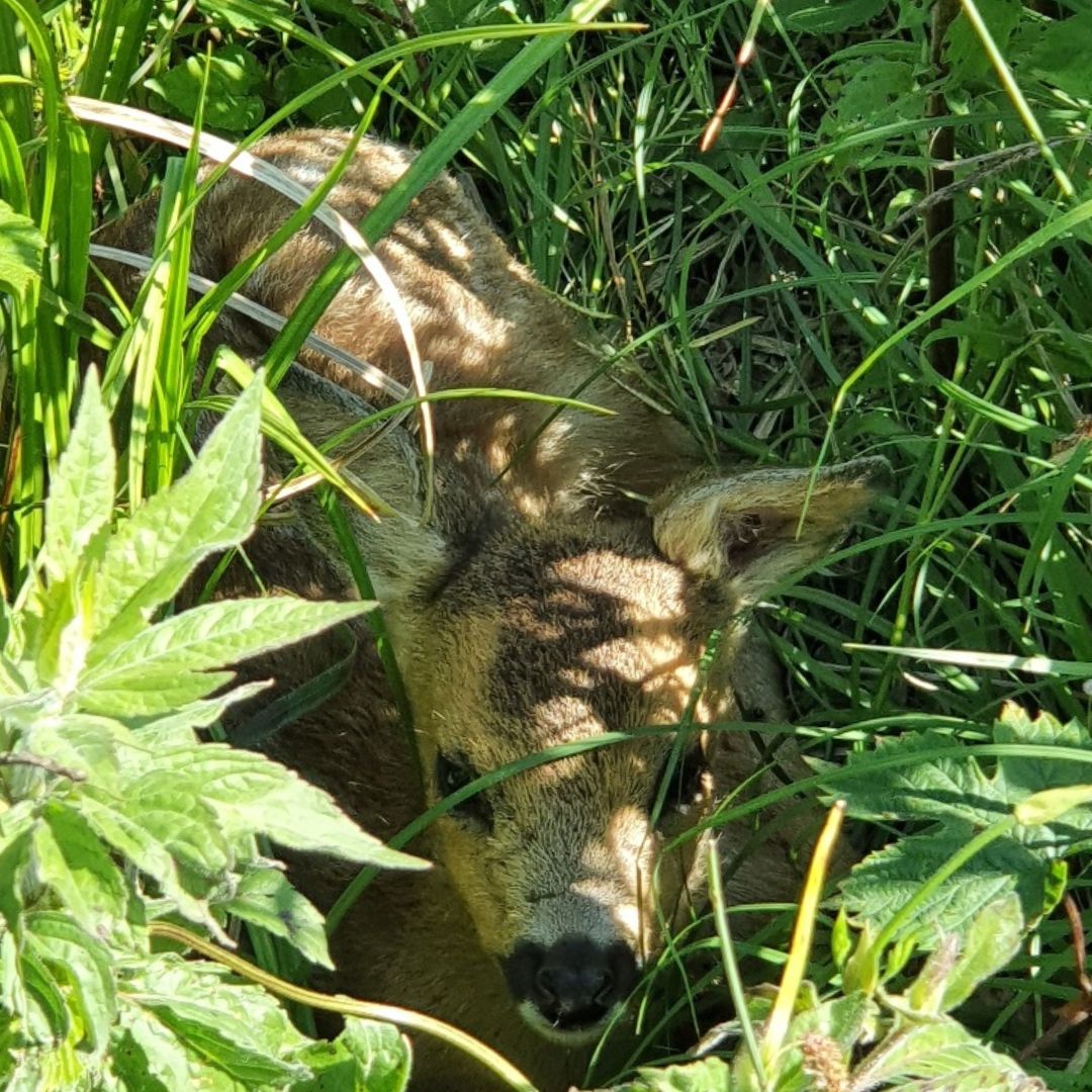 PdG Bois de Jussy 2022