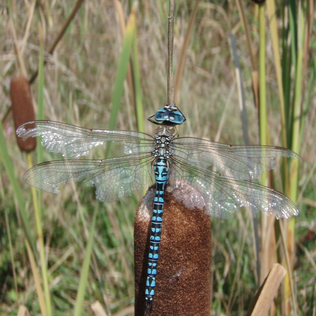 Suivi quinquennal Touviere 2024