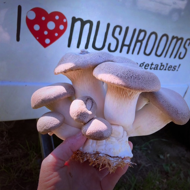 I love mushroom