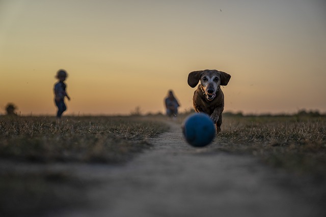 comment réagir quand votre chien grogne
