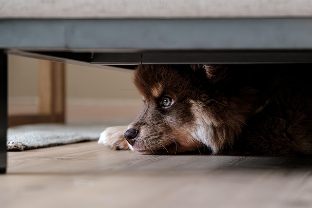 grognements problématiques chez le chien