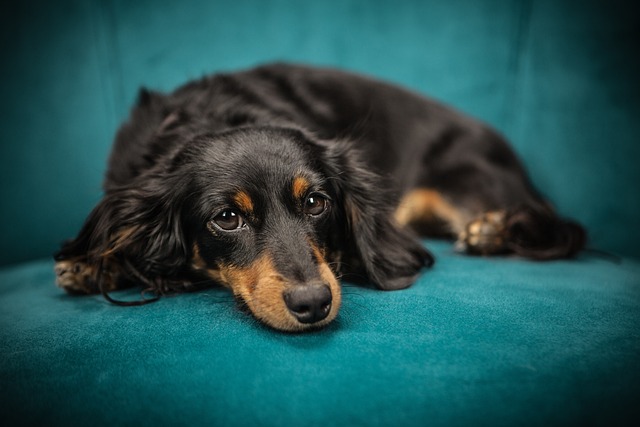 grognements normaux chez le chien