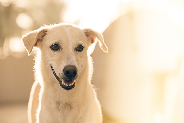 grognement vocalisation normale du chien