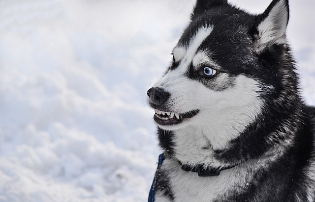 chien qui grogne
