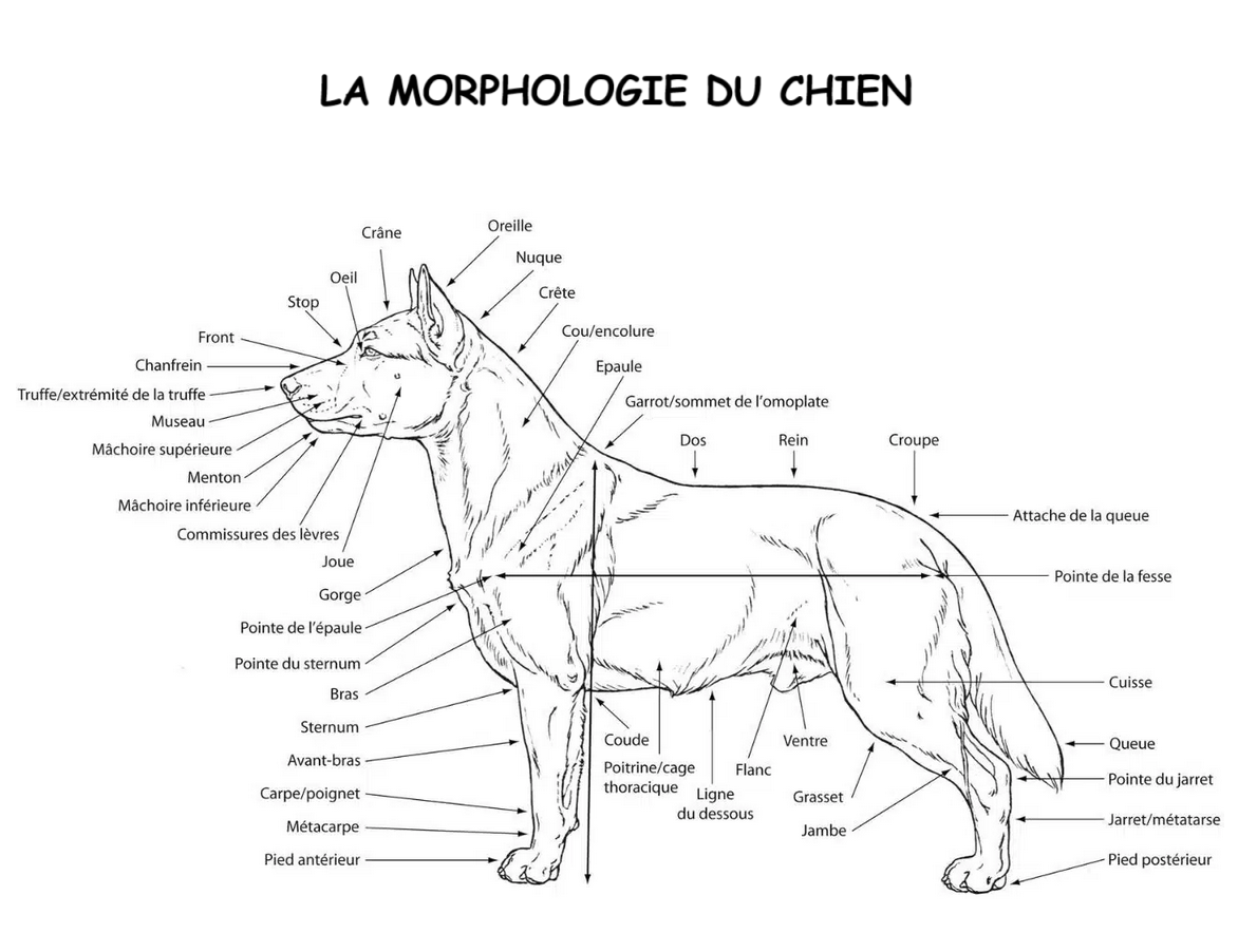 Morpho-chien