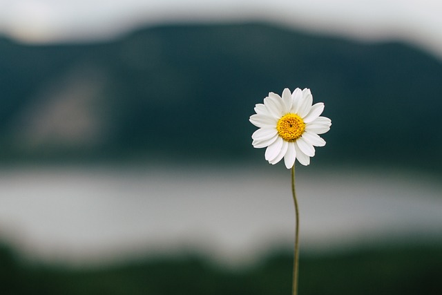 Daisy-5383056 640