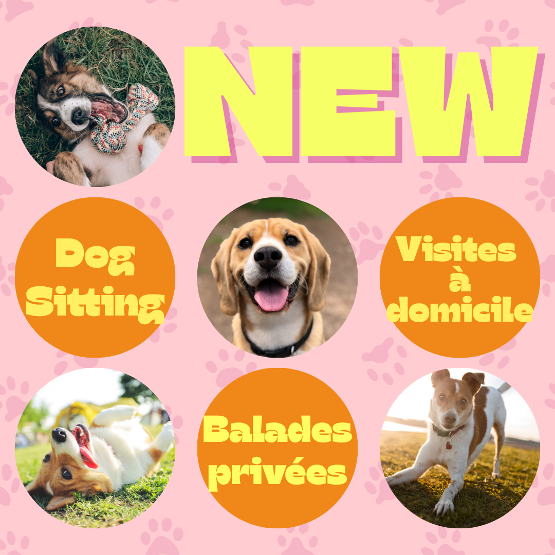 🎉 Alerte nouveautée🎉