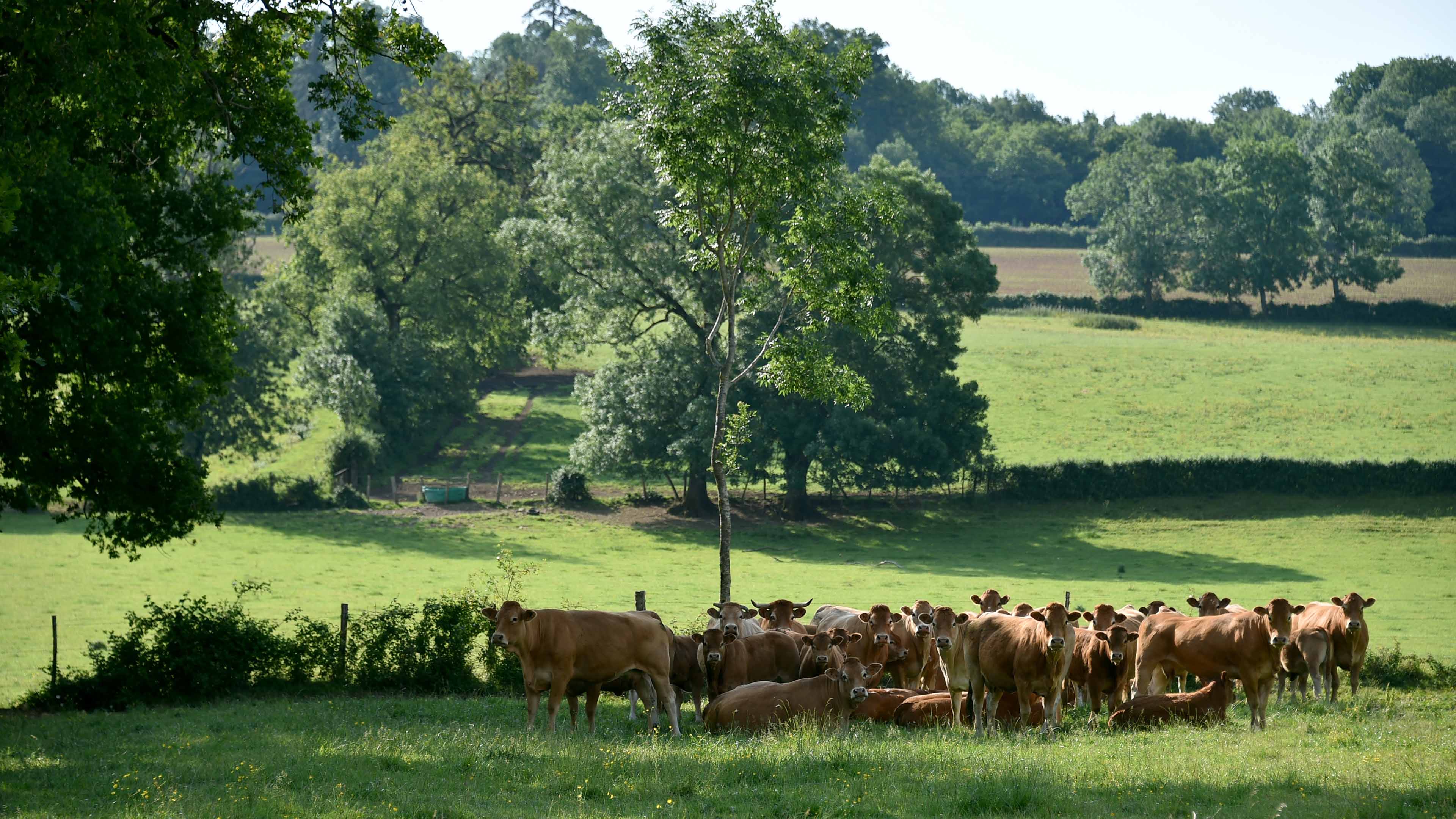 Agriculture elevage