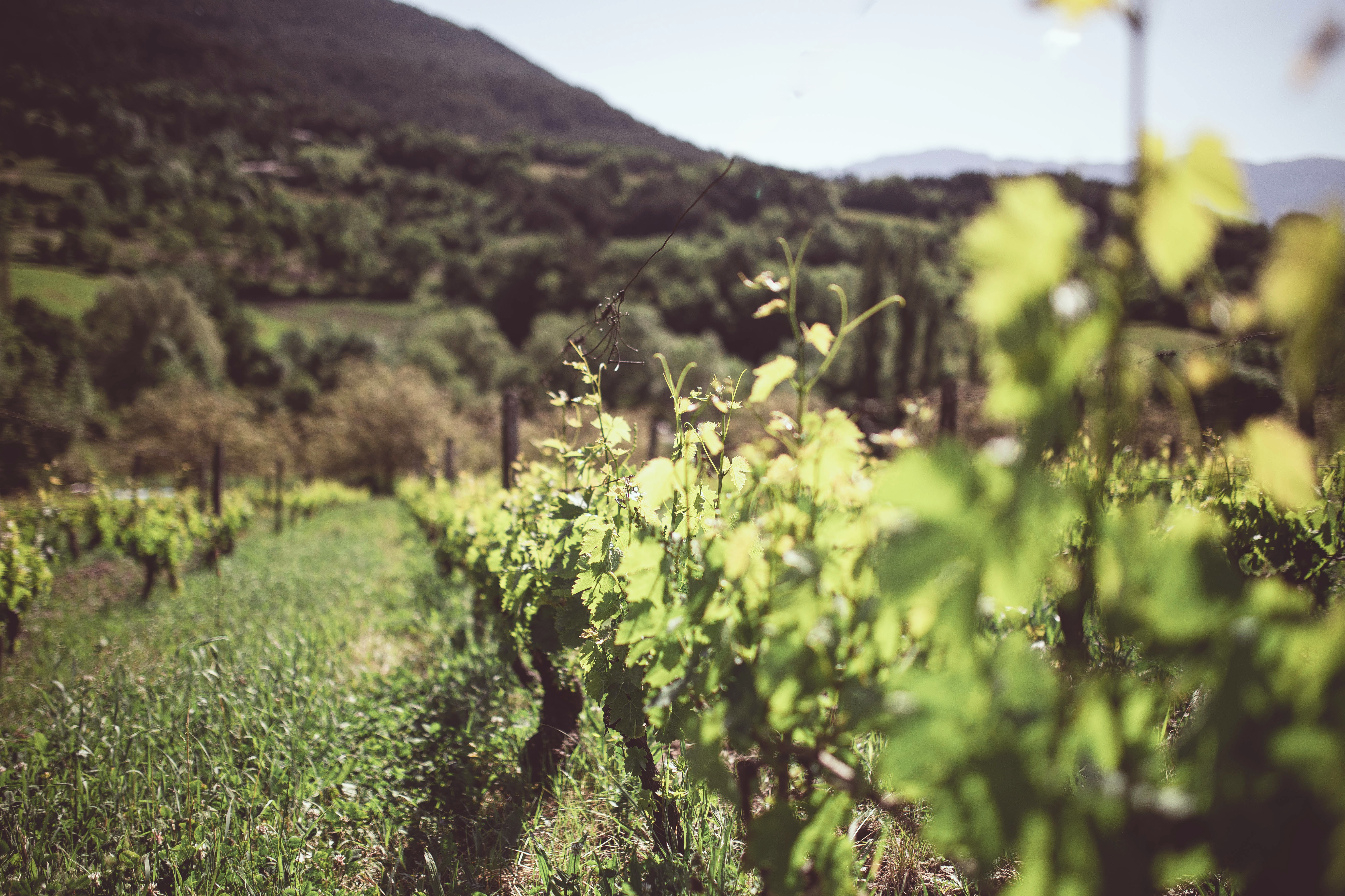 Vigne-de-Tresorier