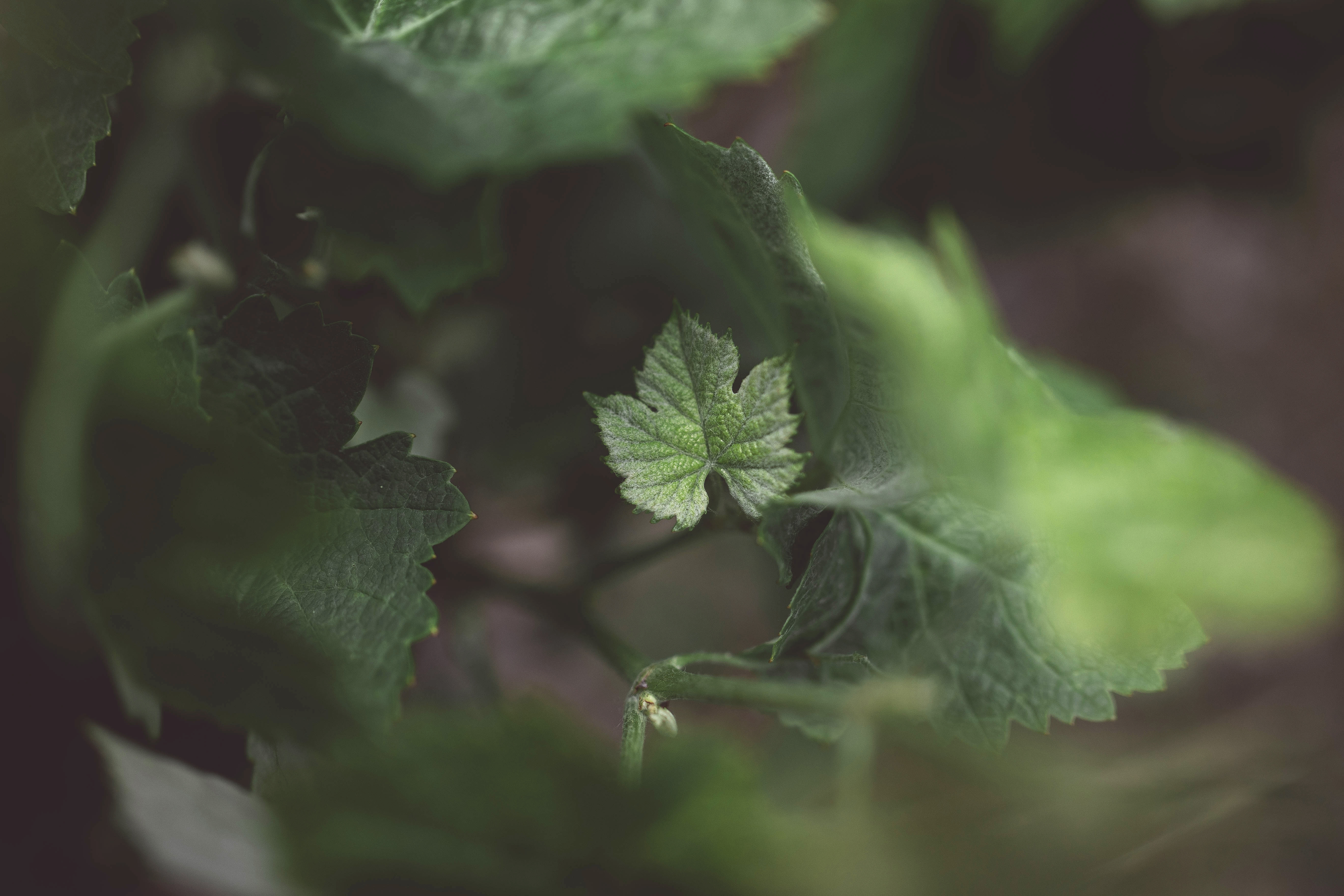 Petite-feuille-de-vigne