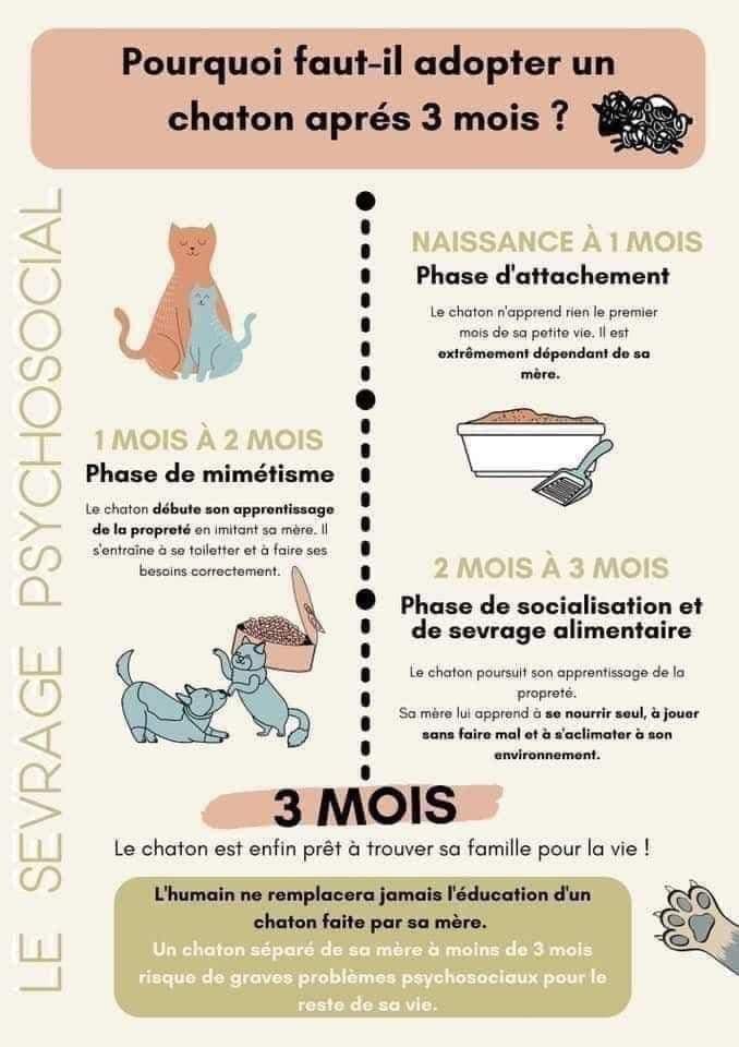 Adopter-chaton-3-mis