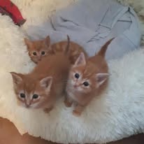 Chatons