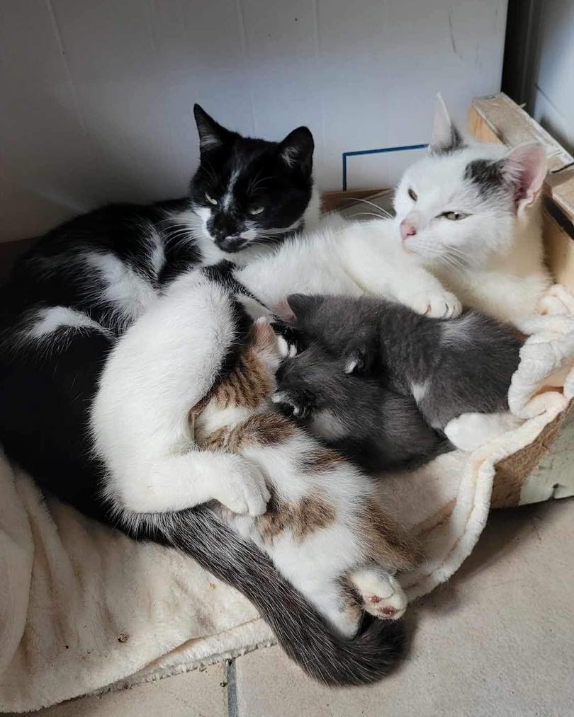Famille