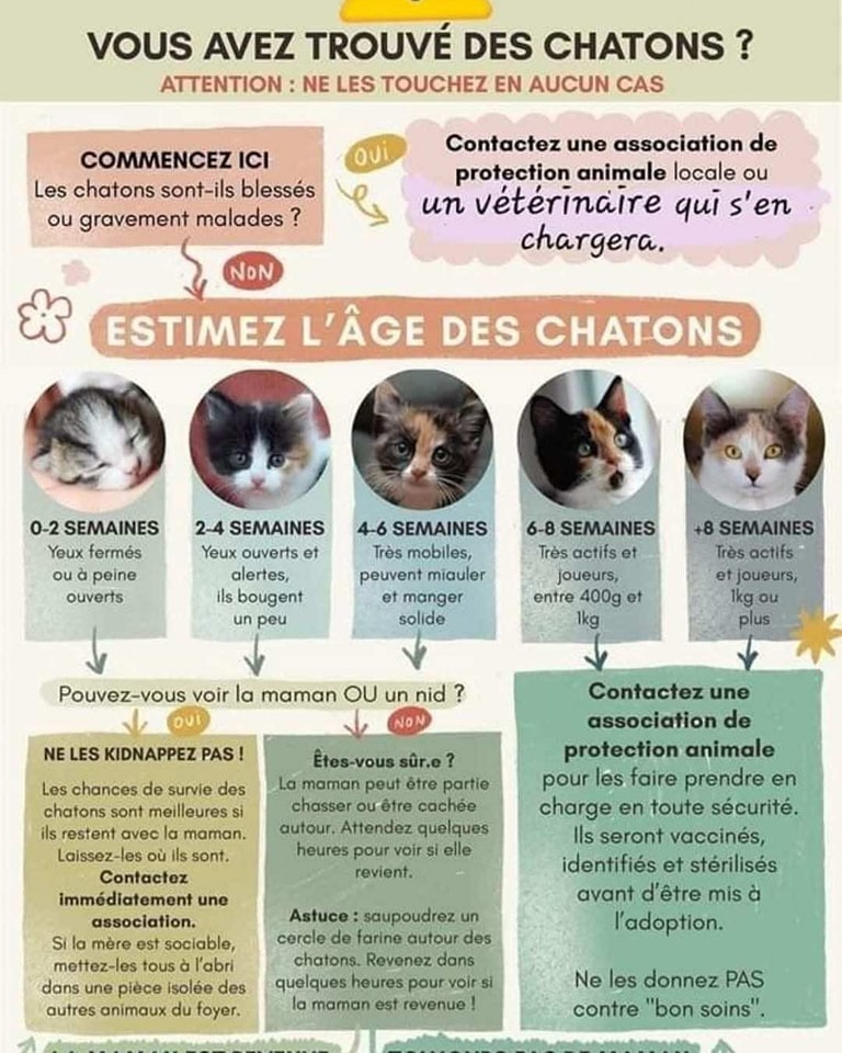 Vous-trouvez-un-chaton
