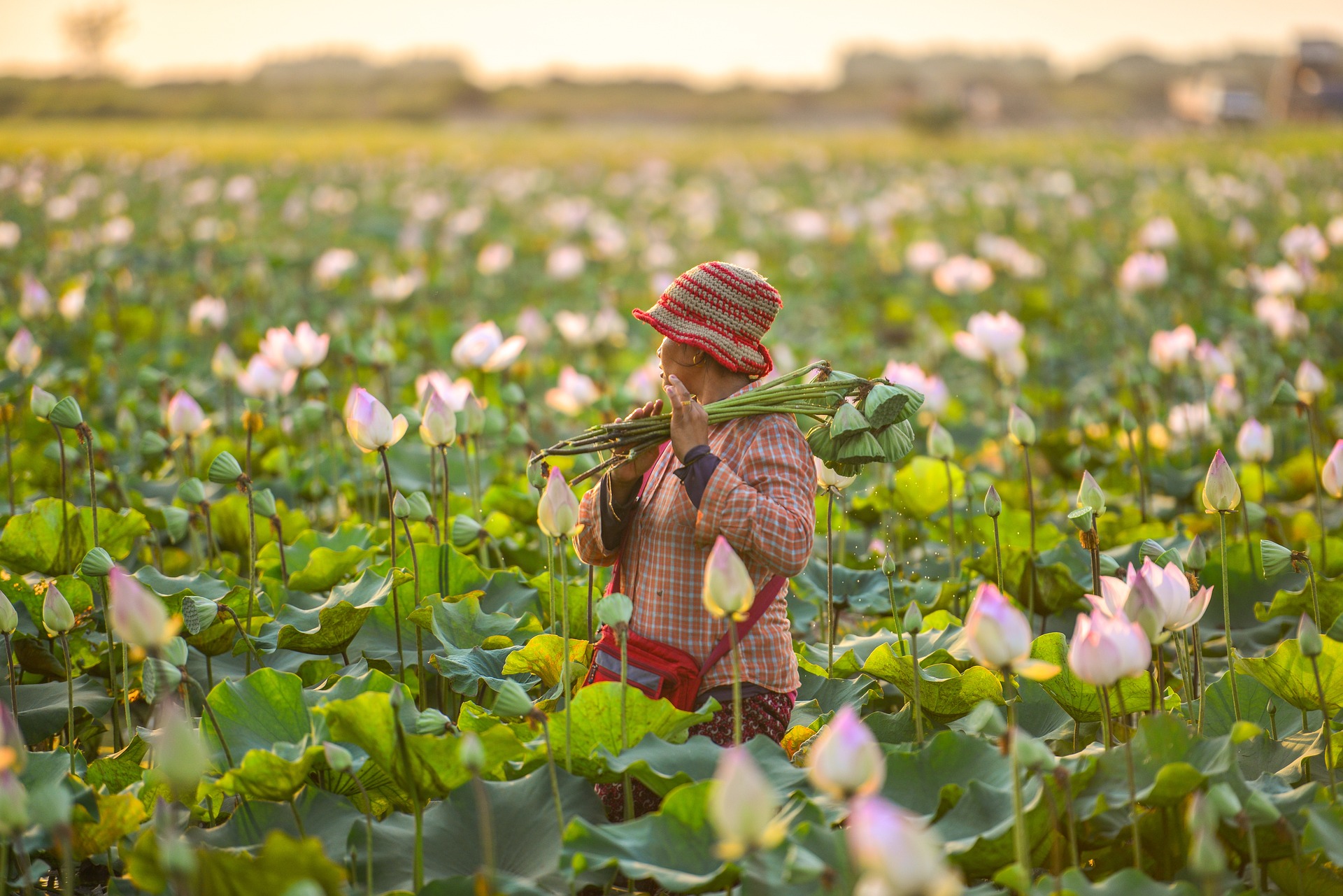 Lotus flowers 4933604 1920