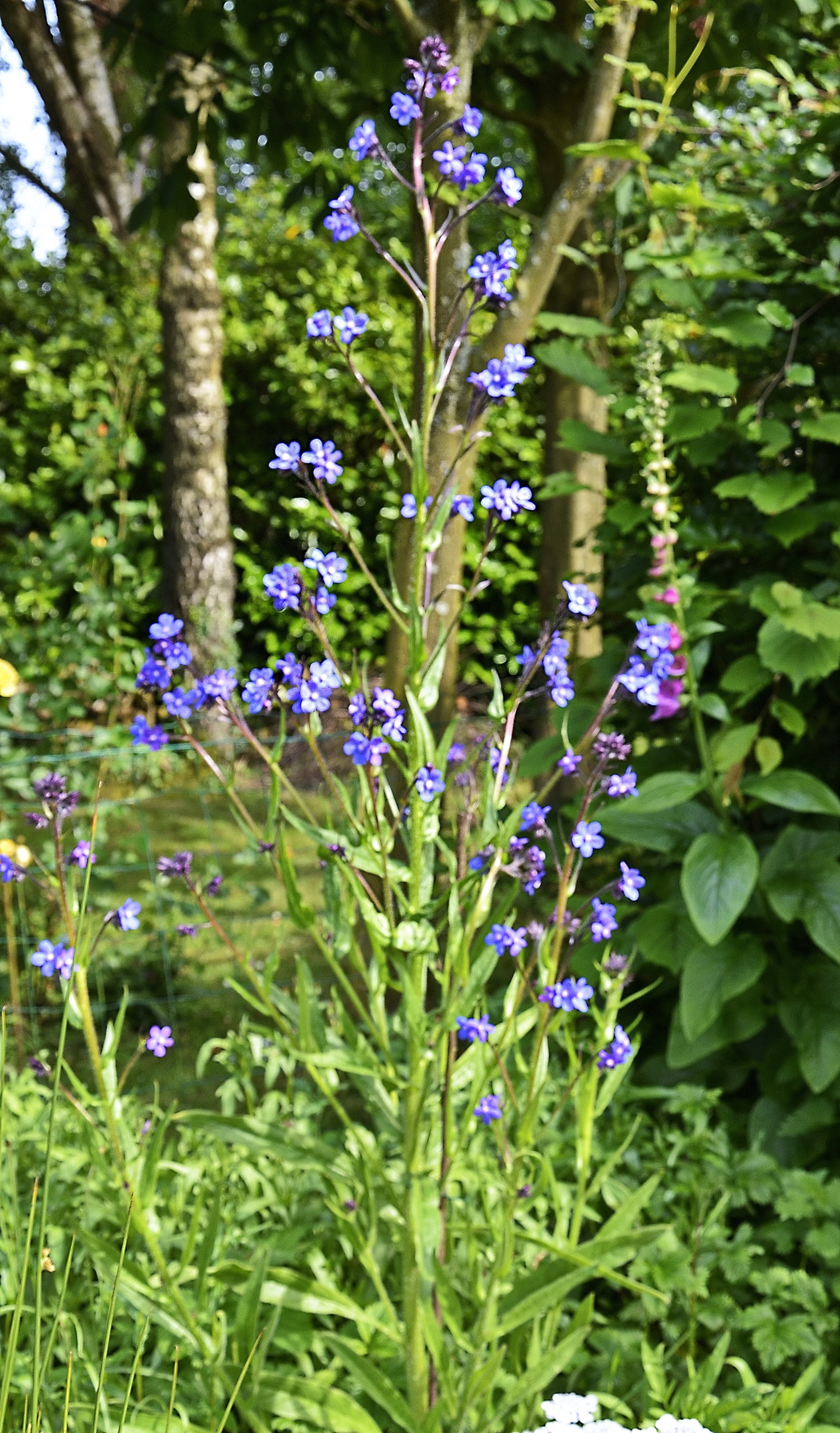 Buglosse-toujours-verte-entiere-2
