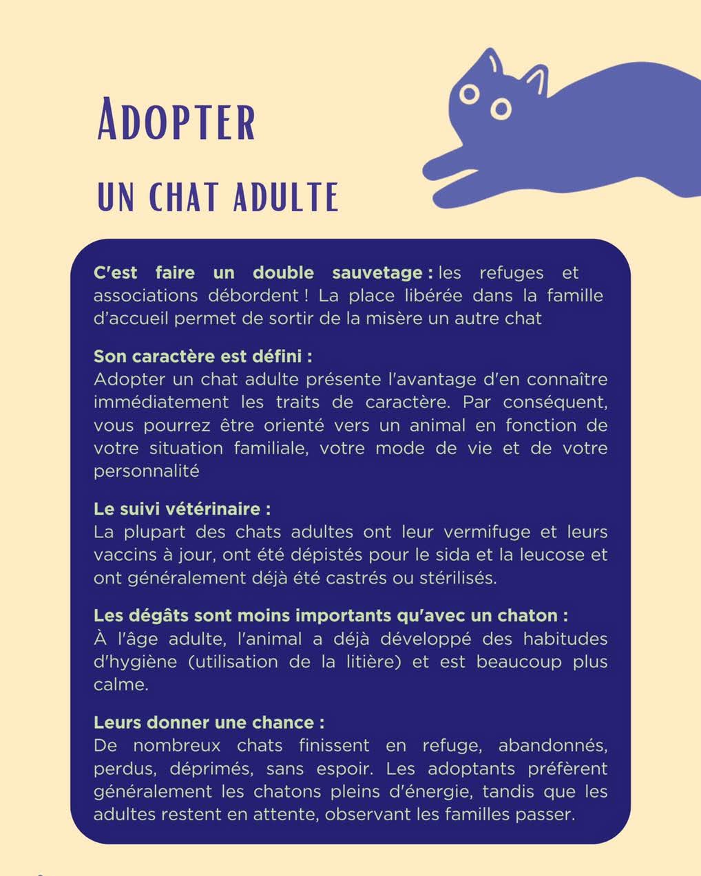 Adopter-un-chat-adulte