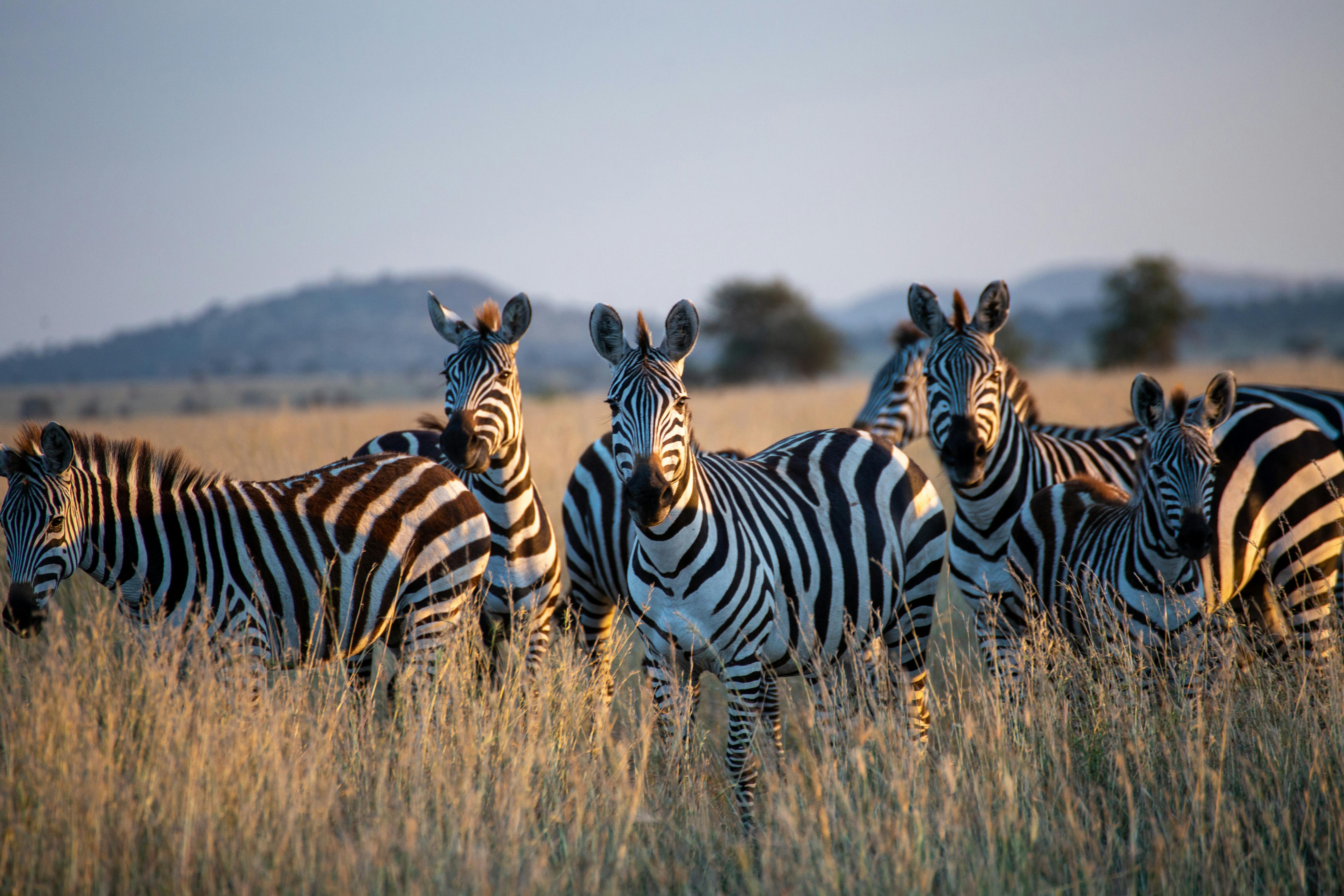 Nos inspirations tanzanie photo 1