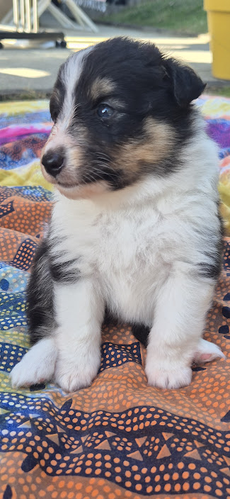 Chiot bergers des shetland LOF en Normandie