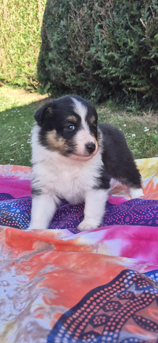 Chiot bergers des shetland LOF en Normandie