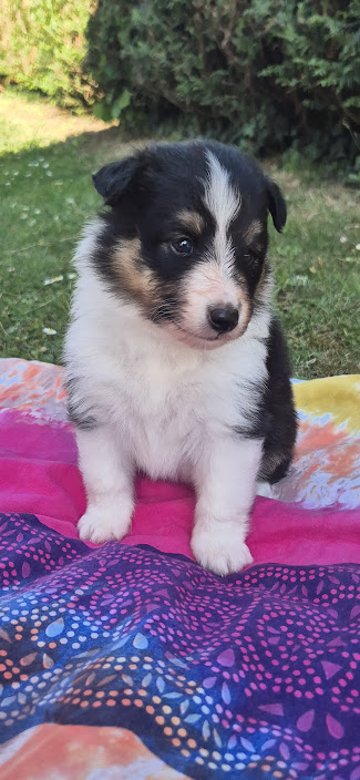 Chiot bergers des shetland LOF en Normandie