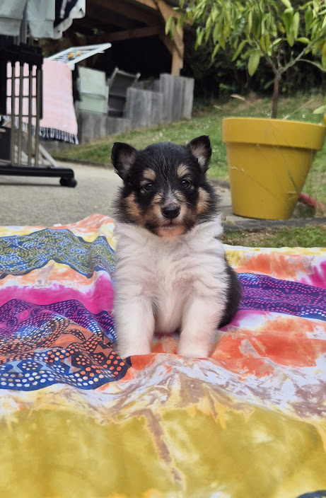 Chiot bergers des shetland LOF en Normandie