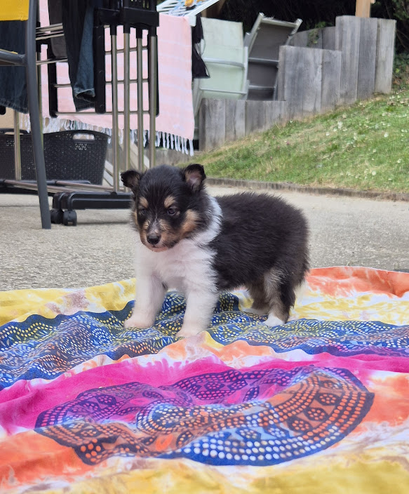 Chiot bergers des shetland LOF en Normandie