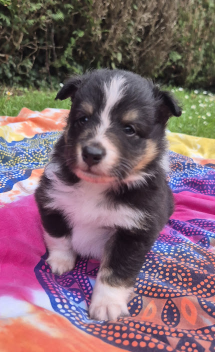 Chiot bergers des shetland LOF en Normandie