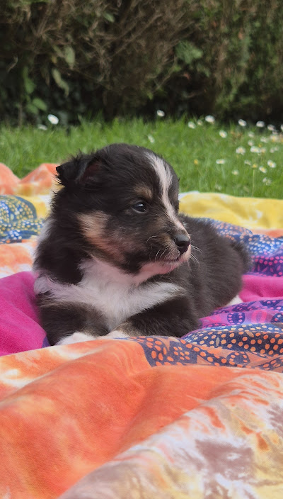 Chiot bergers des shetland LOF en Normandie