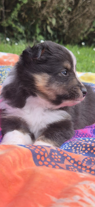 Chiot bergers des shetland LOF en Normandie