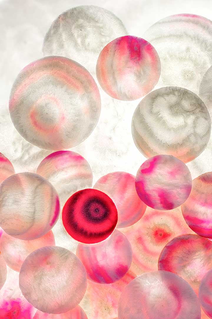 Betteraves billes